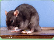 rat control Beighton