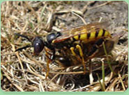 wasp control Beighton